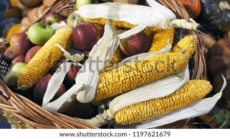   Corn cob and apples in wicker basket.                              Dried corn. Harvest market. Thanksgiving day. Crop. 