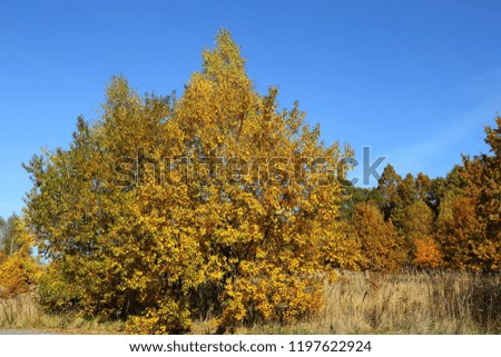 Colorful and bright autumn forest. Beautiful landscape.