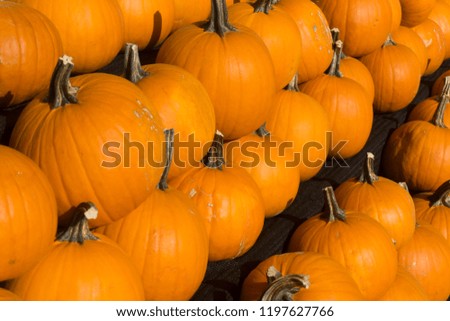 A collection of fresh orange pumpkins