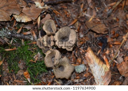 Craterellus cornucopioides mushrooms