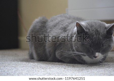 Close-up picture of a grey and white cat laying on the floor