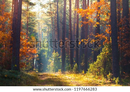 Autumn forest. Fall nature. Autumn picturesque background. Forest with mist and sunlight. Footpath in wood through trees with red orange leaves. Warm autumn day outdoors. Royalty-Free Stock Photo #1197666283