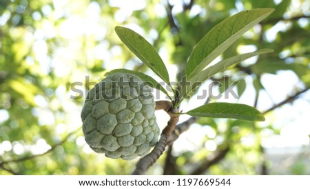 custard apple, delicious and sweet fruit that grow in my garden. I took its picture before the fruit harvested