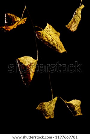 Golden leaves in closeup backlit by the sun on a black background. Dramatic picture for autumn fall.
