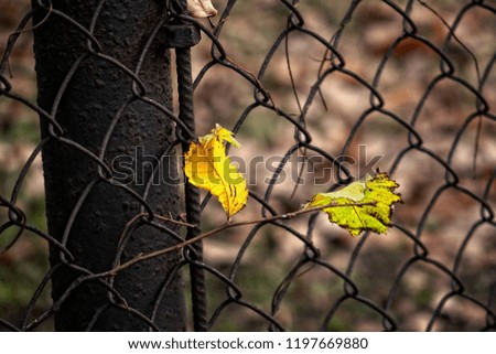 beautiful lonely autumn leaf lit by spotting through the sun