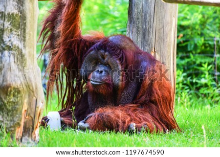orangutans sitting on grass