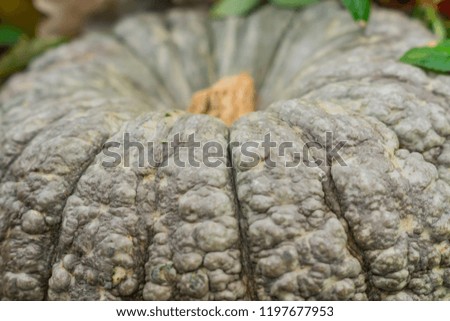 close up of big grey pumpkin. Selective focus