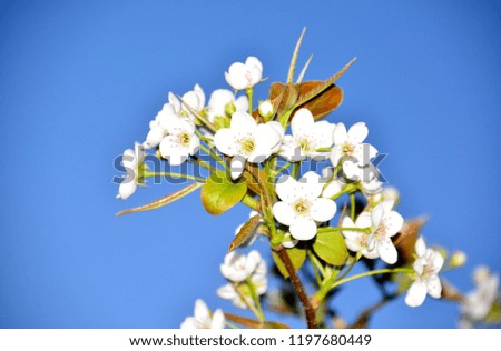 The pear flowers are very beautiful. It is a picture taken in spring in an orchard in Korea.