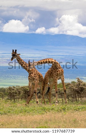Young adult male African giraffes neck wrestling to test strength on the hill  in Tanzania, East Africa
