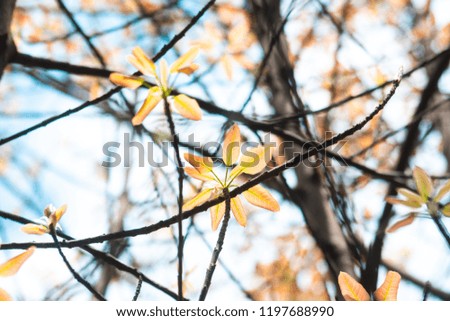 leaf, sky, background, branch and leaf on blue sky background.
