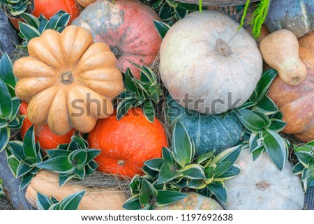 pumpkins on the hay, close up. Autumn harvest, farm market, background for halloween, thanksgiving day