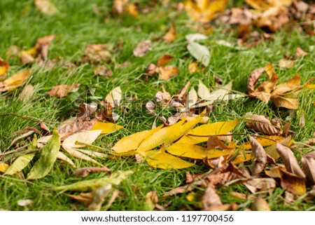 Yellow fallen leaves on the ground close-up in the autumn season. texture or background autumn image.