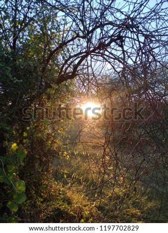 Sunset , sunrise, natural pics 
Landscape , tree , cloud,