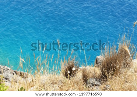 
Beautiful background with grass and spikelets close-up on blue water background