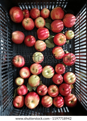 Ripe red apples in box.