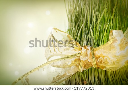 Christmas wheat. Christmas background with traditional wheat planted for St.Lucy.