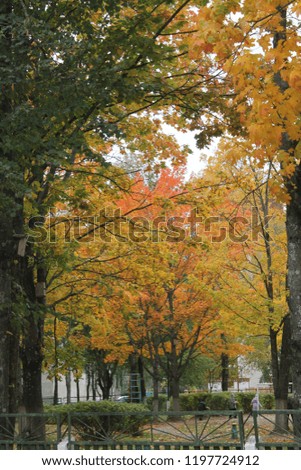 bright yellow and orange, red colors of autumn on leaves on trees in city park 