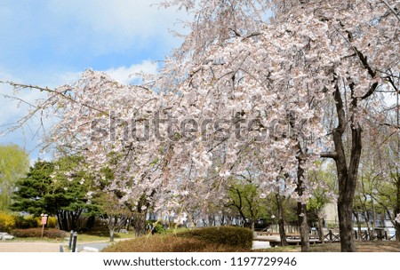 It is a picture of cherry blossoms in full bloom at Sunyu Park in Seoul, Korea in spring.