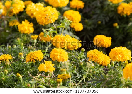 marigolds small flowers many