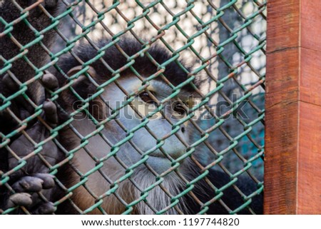 a monkey behind a fence in the zoo