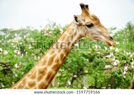 A giraffe looking and listening.2