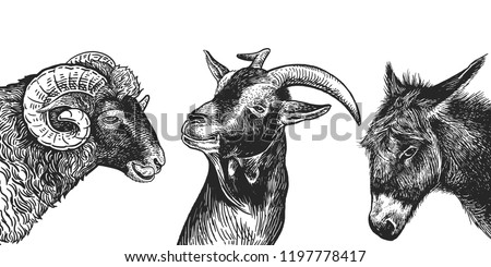 Ram, goat and donkey set. Realistic portraits of farm animals. Vintage. Vector illustration. Black and white hand drawing. Heads of agricultural animals. Funny facial expressions. Cattle series.