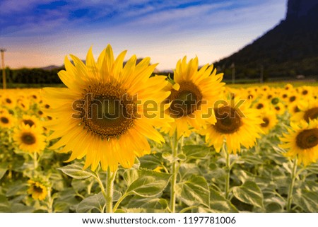 Full bloom sunflower close up in big field