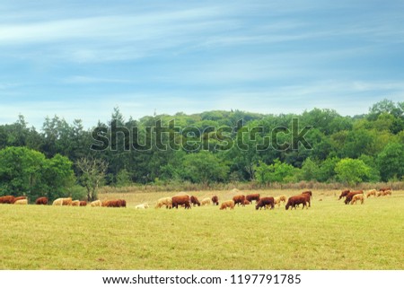 Beautiful view of meadow with cows eating grass