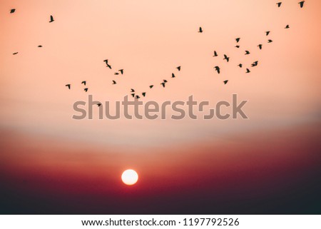 setting sun fly birds sunrise