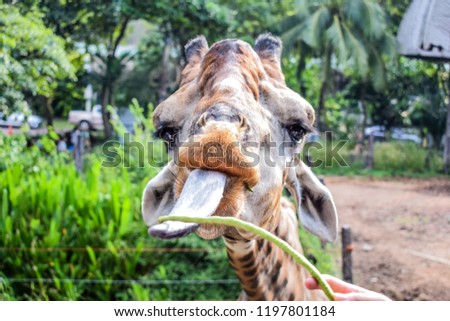 Giraffe eating food, Cute Animal.