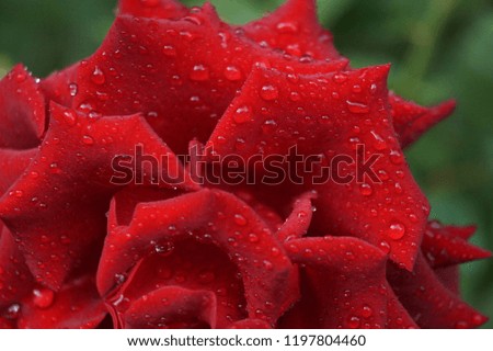 Beautiful maroon rose. Close-up. Droplets of dew on the petals after the rain.
