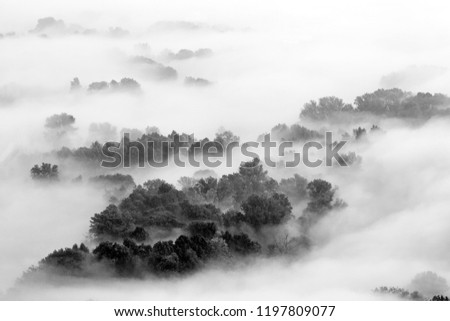 A misty forest in autumn, Italy