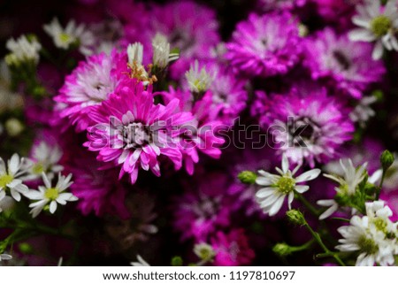 closeup picture of beautiful pink flowers