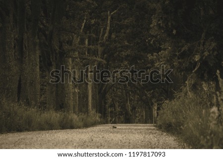 simple country gravel road in summer at countryside with trees around and clouds in the sky - vintage retro look