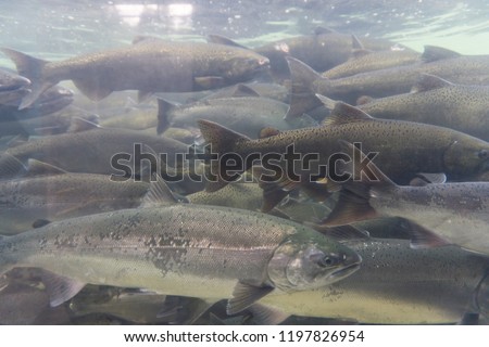An underwater view of a group of wild salmon Royalty-Free Stock Photo #1197826954