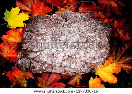 dark wood bark on a background of colored maple leaves