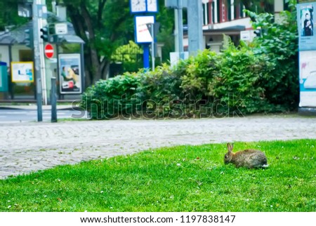 Rabbit in Frankfurt, Germany photographed in Frankfurt am Main, Germany. Picture made in 2009.