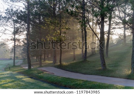 Nature with magic sunrays, sunshine, light and green grass, meadow. Photo use in idea design for golf, fresh environment