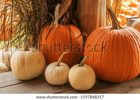 Different pumpkins on a farm. Symbol of the halloween sign, harvest.
