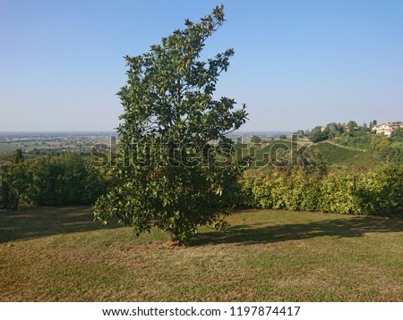 Magnolia grandiflora plant Italy