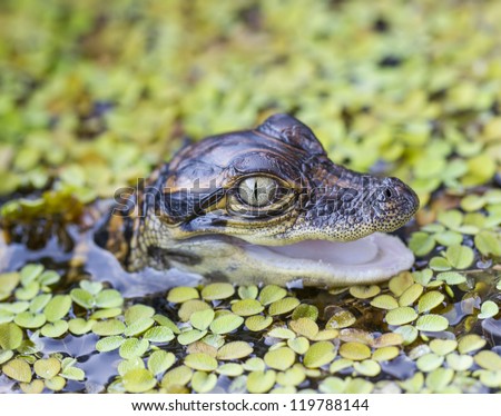 American alligator (Alligator mississippiensis) Juvenile