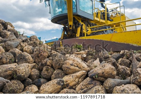 loading the harvested sugar beet harvested by a loader onto trucks for further transportation to the plant