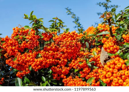 Firethorn Pyracantha Orange Berries and blue sky.  Fire thorn with Orange fruits in autumn