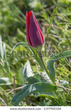 A bud of a red unopened tulip in the wild.