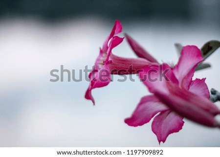 Flower and nature background