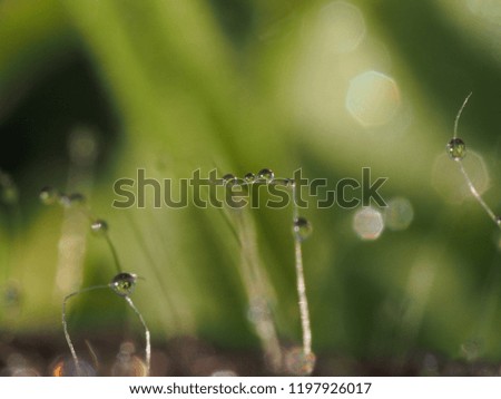 fabulous background macro with dew on plants