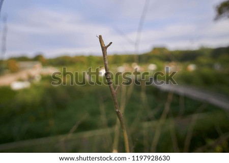 a close up picture of a stick