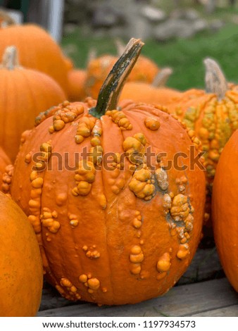 Pumpkins a plenty