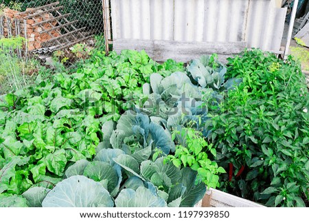 pictured in the photo fresh kitchen garden cabbage