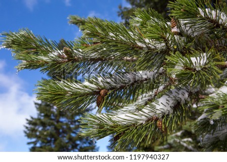 Spruce branch with snow